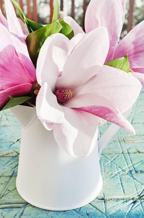 Magnolia spring outdoor pastel background,の写真素材