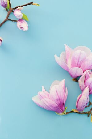 Magnolia blossom on pastel blue background. Copy space, top view, flat lay.の写真素材