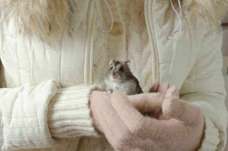 Adorable campbell's dwarf hamster in female hands.の写真素材