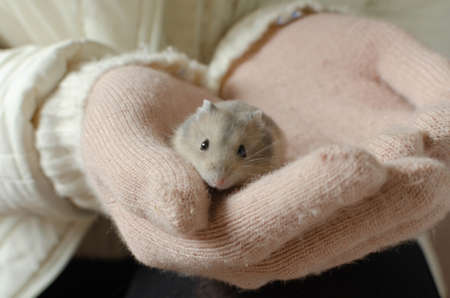 Adorable campbell's dwarf hamster in female hands.の写真素材