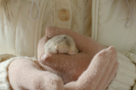 Adorable campbell's dwarf hamster in female hands.
