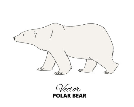 Polar bear hand drawn illustration. Walking or stranding polar bear, side view. Vector sketch.のイラスト素材