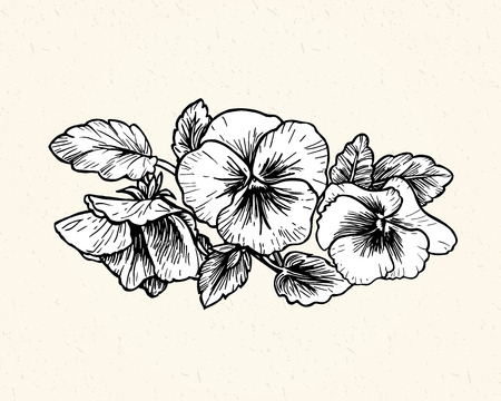 Hand drawn pansy flowers. Vintage style vector illustration.のイラスト素材