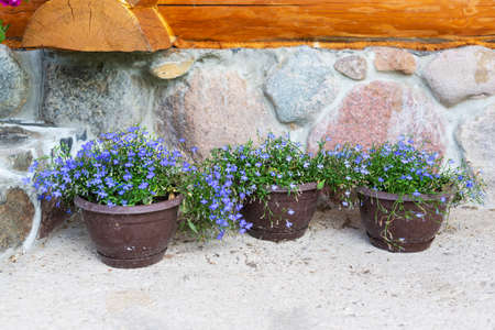 Blue flowers in pots on the street against the backdrop of the house.の写真素材