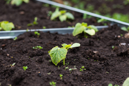 Cucumber seedlings on a garden bed in a village garden. Young cucumber with green leaves in the...