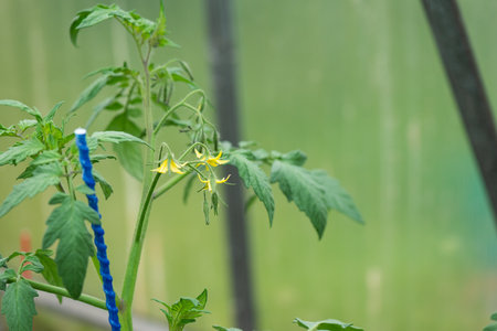 Tomato seedling with yellow flowers in a greenhouse. Young tomatoes with green leaves in the garden bed. Garden plants on the ground. Gardening.の写真素材