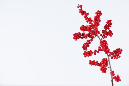 A branch of red berries of Meadow holly (Ilex decidua). Branch of red ilex verticillata, winterberry on a white background. Selective focus, copy space.の写真素材