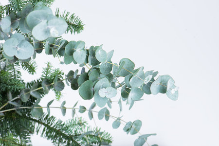 Leaf eucalyptus and fir bouquet. Fresh eucalyptus branch and fir on a light background. Selective focus.の写真素材