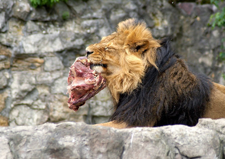 Lion, getting pleasure out of eatingの写真素材