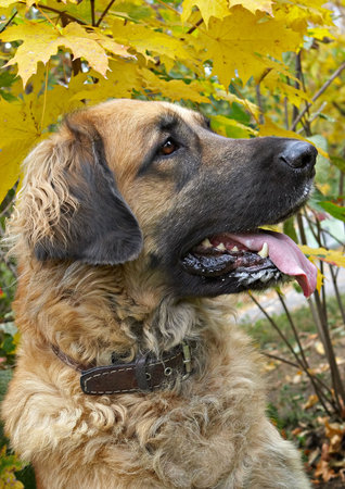 Leonberger is a big friendly dog