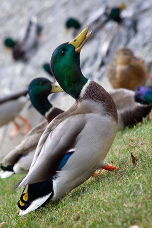 House drake with a piece of bread in a beakの写真素材