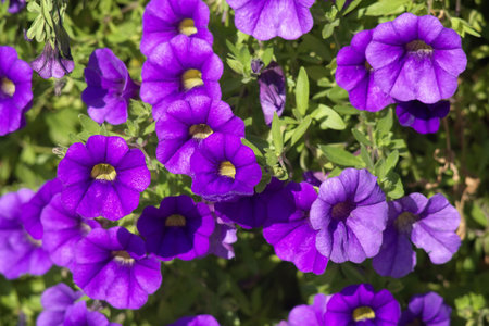 Lilac family.multi-coloured bedの写真素材