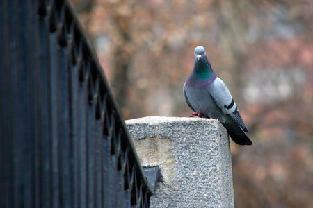 The city bird decorates with itself a landscapeの写真素材