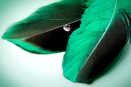 Emplumed mood with accent on a brilliant dropの写真素材
