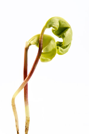 Newborn leaves-shooting from close distance in counter lightの写真素材