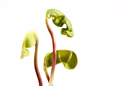 Newborn leaves-shooting from close distance in counter lightの写真素材