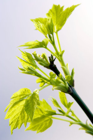 Newborn leaves-shooting from close distance in counter light