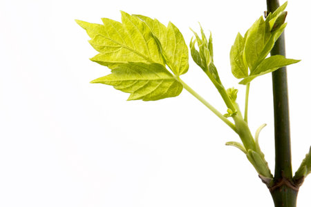 Newborn leaves-shooting from close distance in counter lightの写真素材