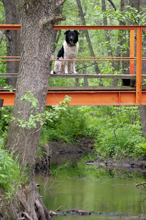 The clever independent dog goes to bathe without the ownerの写真素材