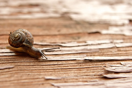 Strolling snail on a rough country tableの写真素材