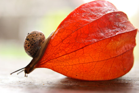 Strolling snail in a garden after the rainの写真素材
