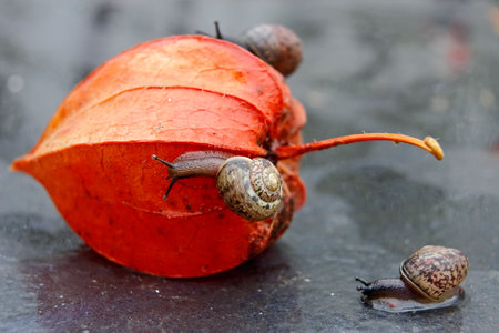 Strolling snails in a garden after the rainの写真素材