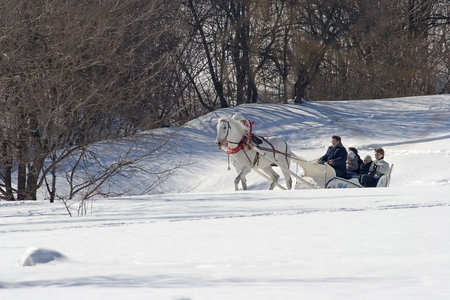 Winter holiday-walk in carriage with white horse in a winter sunny dayの写真素材
