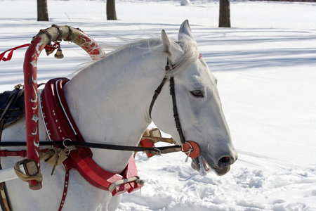 Winter holiday-walk in carriage with white horse in a winter sunny dayの写真素材