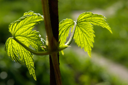 Morning in a vineyard after the rainの写真素材