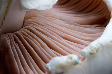 Mushrooms champignons-natural, which have grown in a wood without fertilizers and consequently especially tastyの写真素材