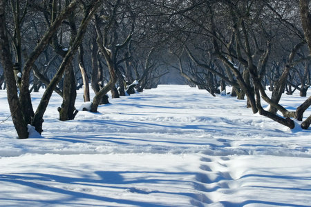 Traces from walk in park at a clear sunny winter dayの写真素材