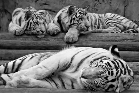 Greater white tigress and its kittens easy sleep on a wooden scaffoldの写真素材