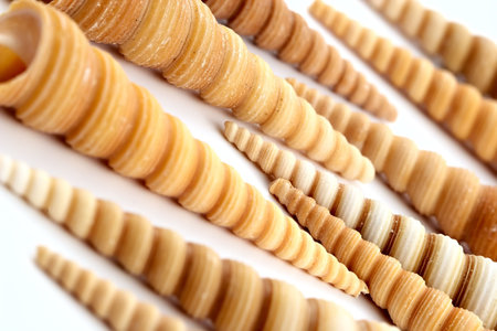 Beautiful spiral long sea cockleshells on white backgroundの写真素材
