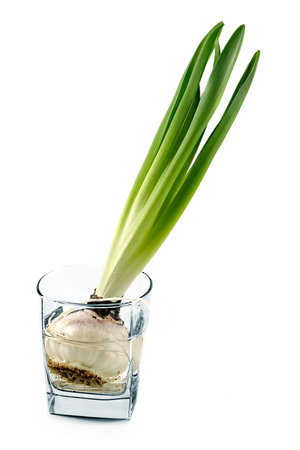 Young not strong plant in a glass vessel-concept of protection and careful attitude