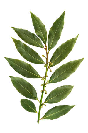 Bay leaf-fragrant culinary seasoning isolated on white backgroundの写真素材