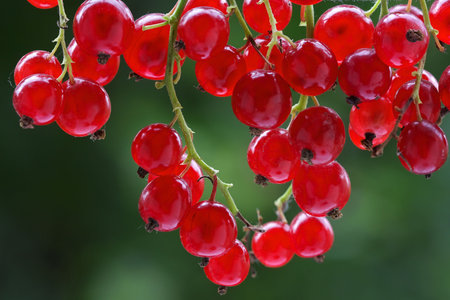 Fresh red currant on a bush in shadow of suburban site 