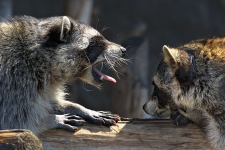 Love marriage games of raccoons-young animals in  springの写真素材