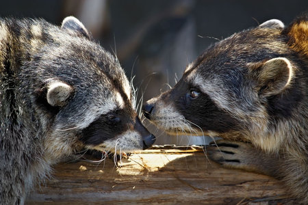 Love marriage games of raccoons-young animals in  springの写真素材