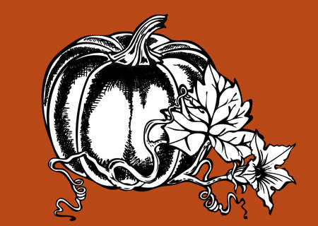  illustration based on hand drawing of big pumpkin with leaves and flowers\r\n\r\nの写真素材