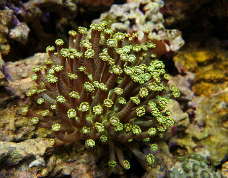 Goniopora.Flowerpot coral. Green. Like a bouquet of flowers.