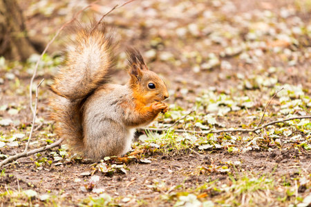Red squirrel eating something in the park