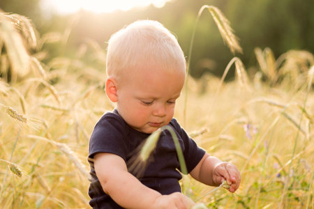 Adorable baby boy checks the quality of the wheat harvest.の写真素材