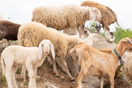Adult sheep with her cub. Sheep and goats grazing in a mountain meadow. Sheep and goats on pasture.