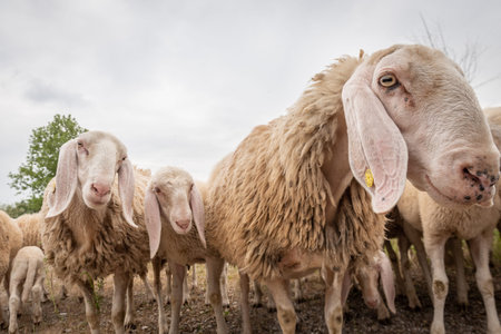 Close-up of white sheeps that looking in front of the camera. Concept of diversity, acceptance and...