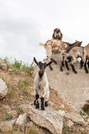 Front view of a baby goat facing the camera while grazing. Sheep and goats in a meadow.