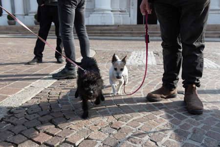 Two beautiful puppies one black and the other white on a leash are playing next to his master.の写真素材