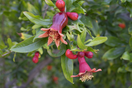 Small unripe pomegranates fruit growing on a tree branchの写真素材