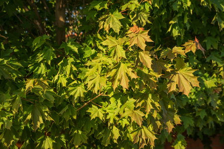Fresh new maple leaves on a maple tree in spring close-up.