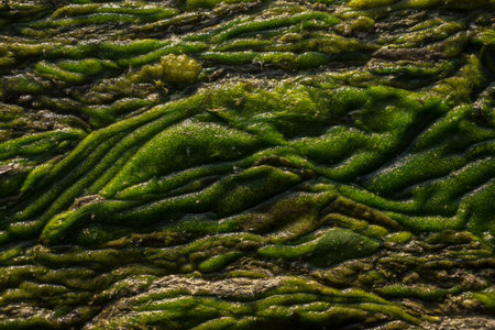 Green swampy abstract texture. View of algae and swamp close up. Abstract background.の写真素材