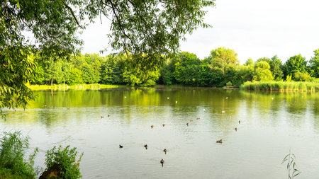 Ducks and other waterfowl swim on a pond in South Park, Kaliningrad, Russia. City birds. Trees and...
